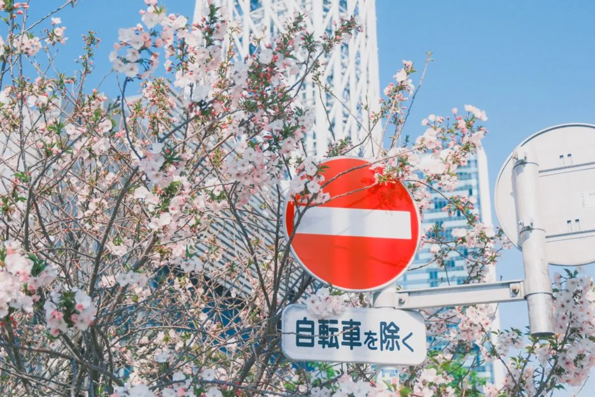 空姐交友低气味鸡胸饭